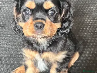 Cavalier King Charles Spaniel dogs KC reg male cavalier King Charles spaniel - Advert 5