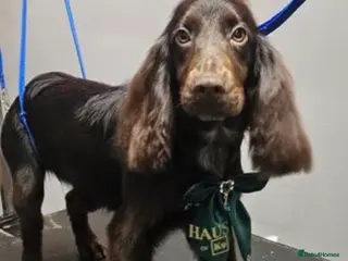 Cocker Spaniel dogs KC reg cocker spaniel - Advert 1