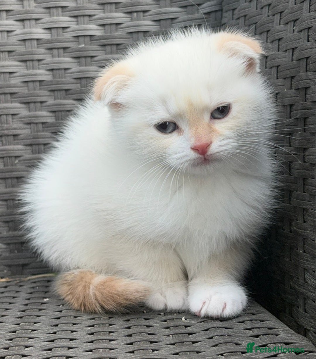 Scottish Fold cats for sale: Scottish fold male kittens  - Advert 5