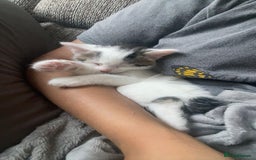 Mixed Breed cats for sale: Adorable Half-Manx Kittens 🐾 - Image 14