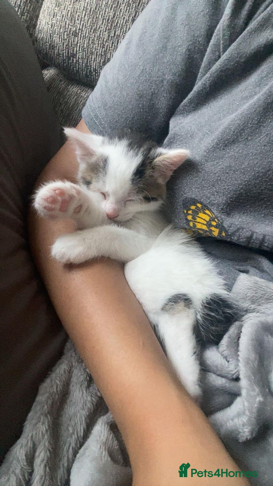 Mixed Breed cats for sale: Adorable Half-Manx Kittens 🐾 - Image 14