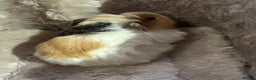 Guinea Pig rodents for sale: GORGEOUS BABY GUINEA PIGS - Advert 11