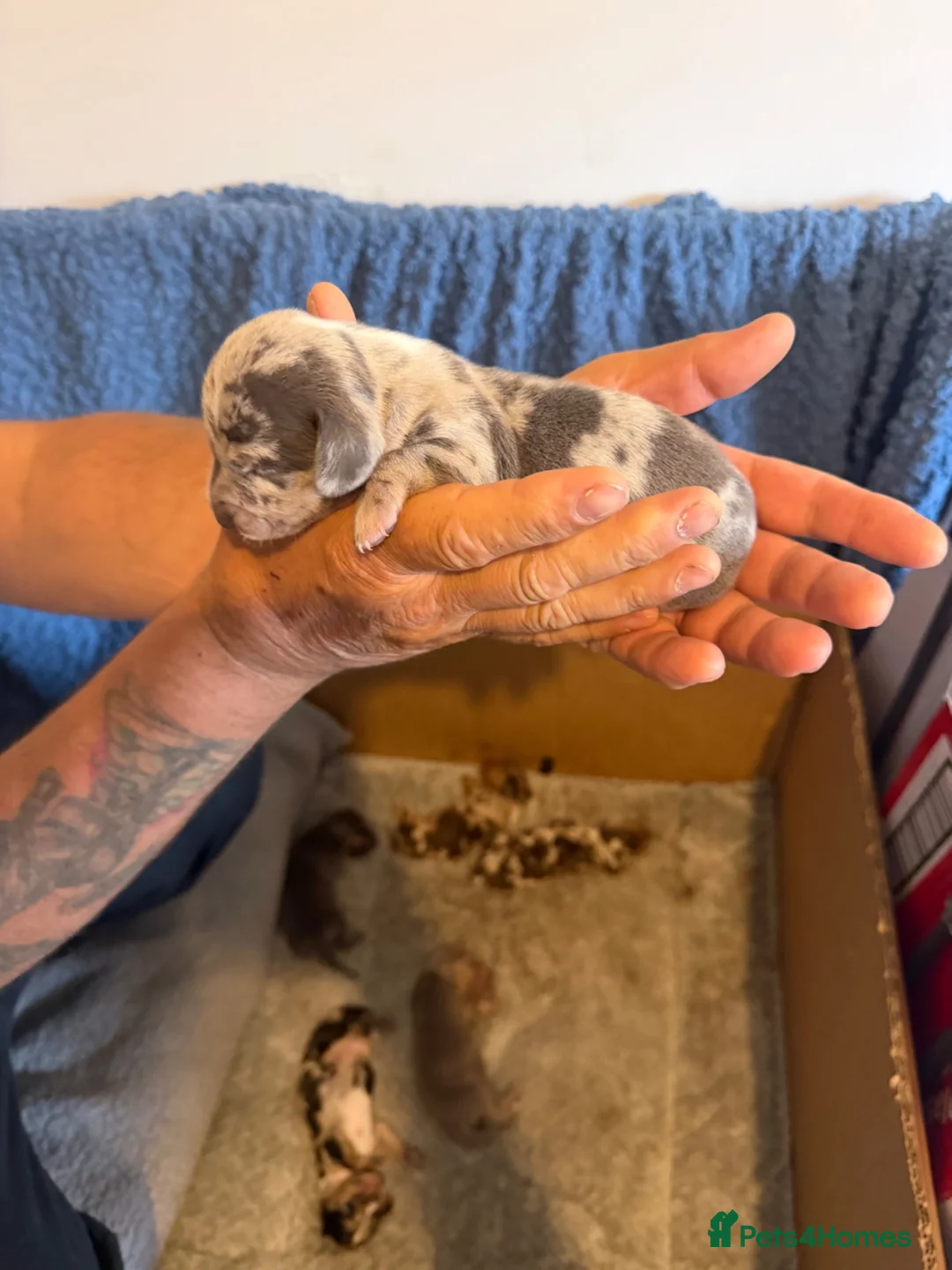Miniature Dachshund dogs for sale: Miniature dachshund  - Advert 2