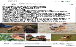 Labrador Retriever dogs for sale: New KC litter of Labradors just born VET approved - Image 5