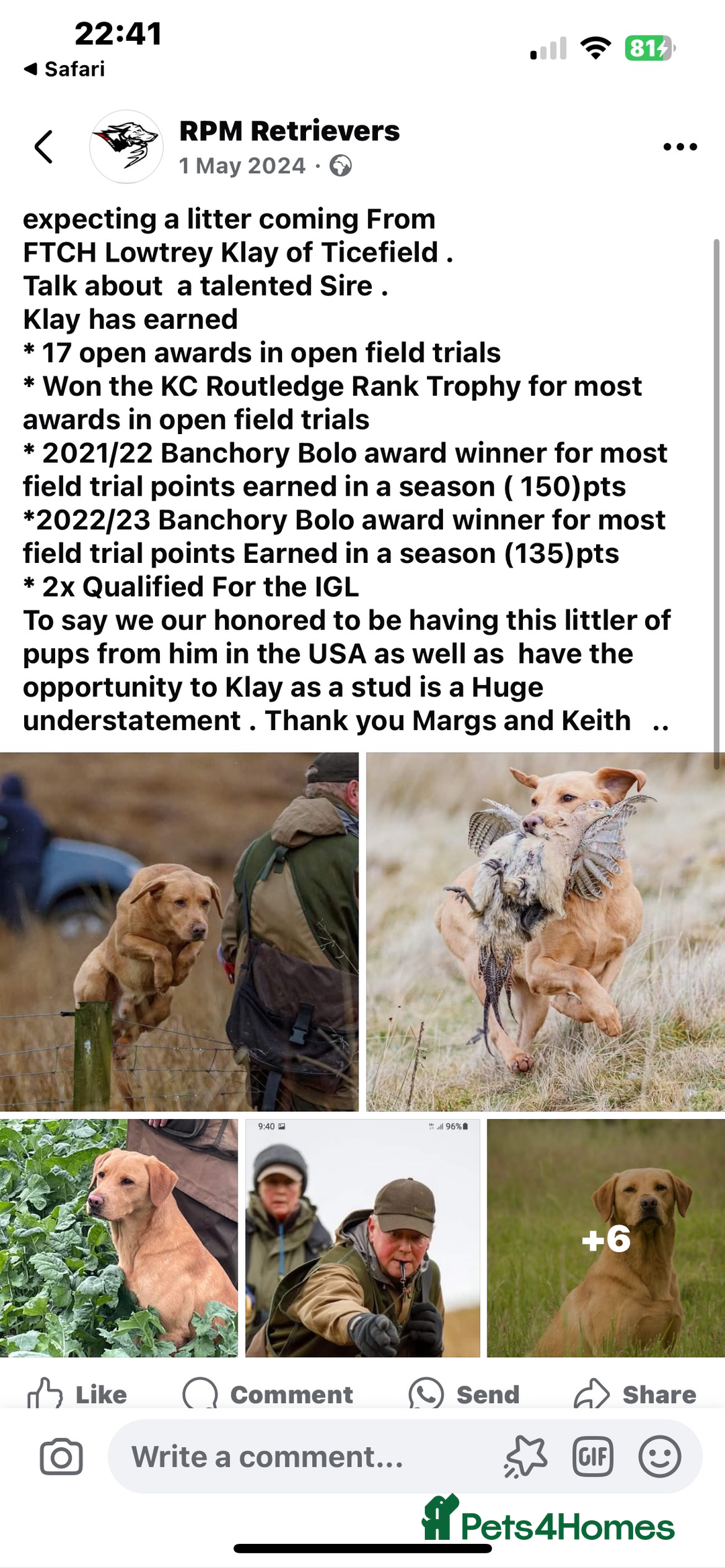 Labrador Retriever dogs for sale: New KC litter of Labradors just born VET approved - Image 5