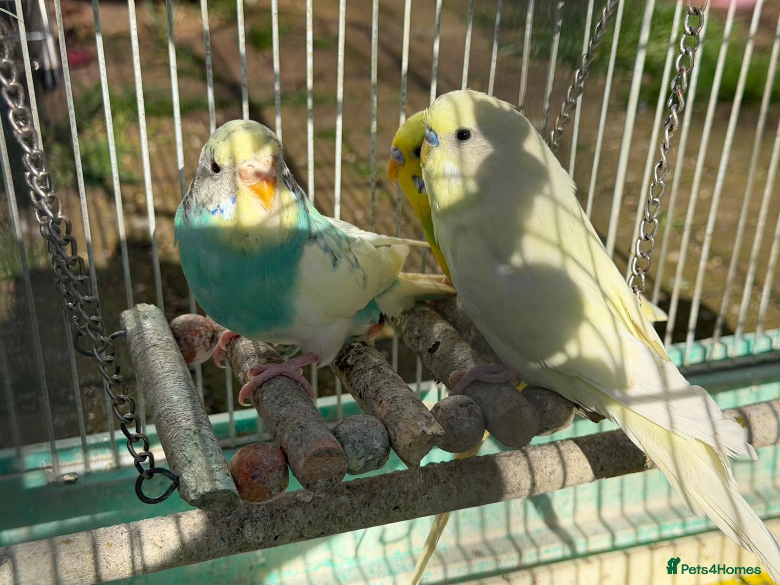 Budgerigars birds Budgies for sale in Norbury - Advert 1