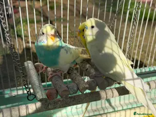 Budgerigars birds Budgies for sale in Norbury - Advert 6