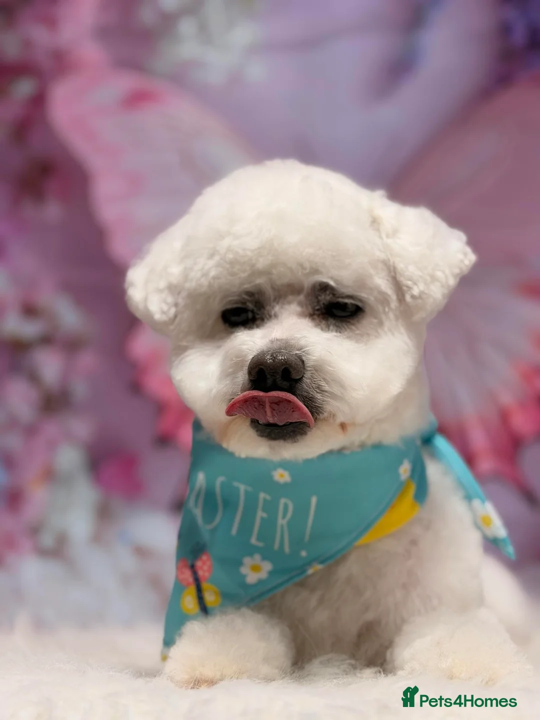 Bichon Frise dogs for stud: Bichon Frise for stud - Advert 1