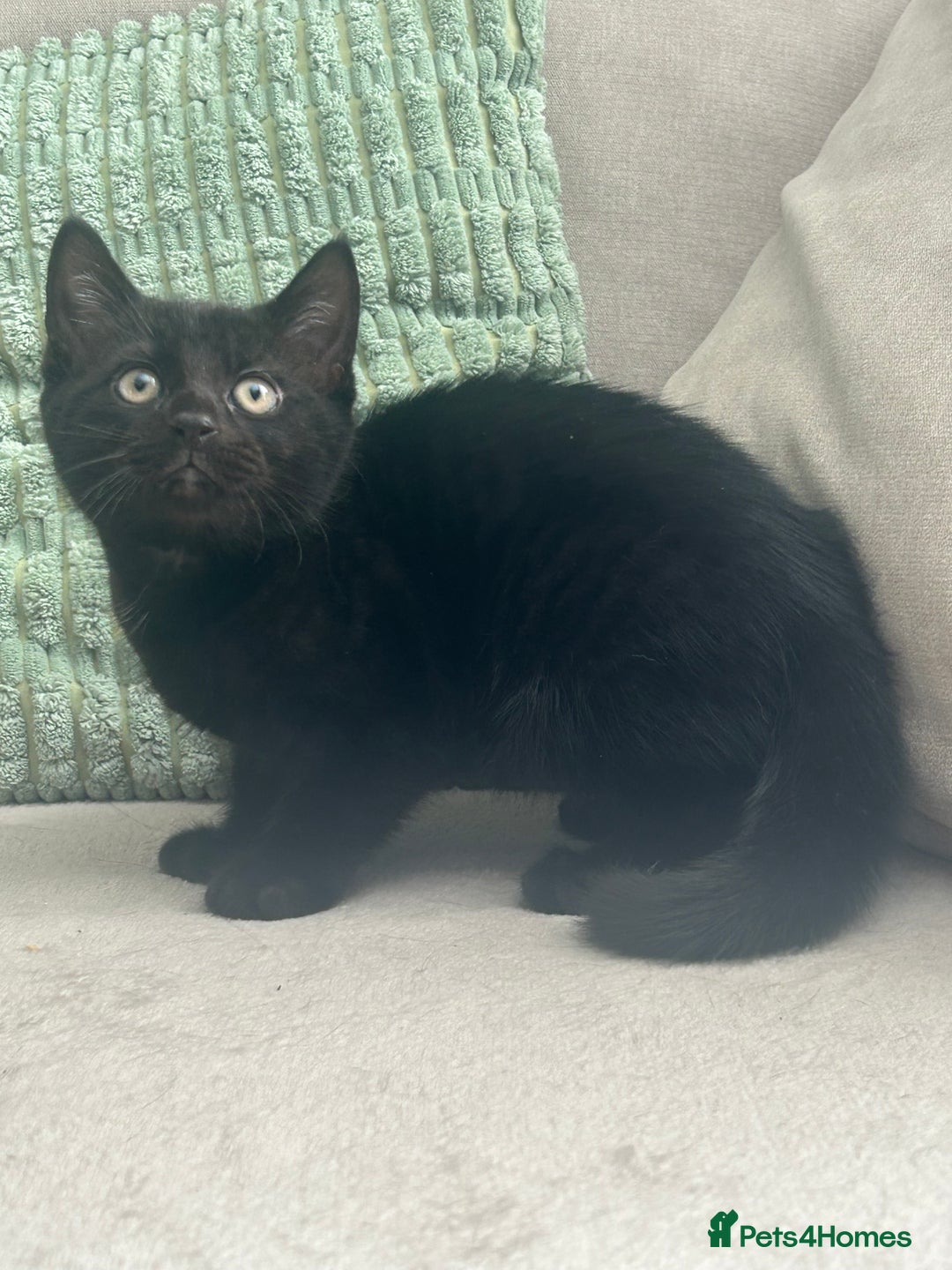 Mixed Breed cats for sale: Gorgeous Kittens for Sale - Image 7