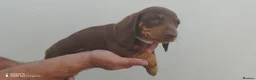 Dachshund dogs for sale: Pra Clear Minature Daushaund Puppies  - Advert 27