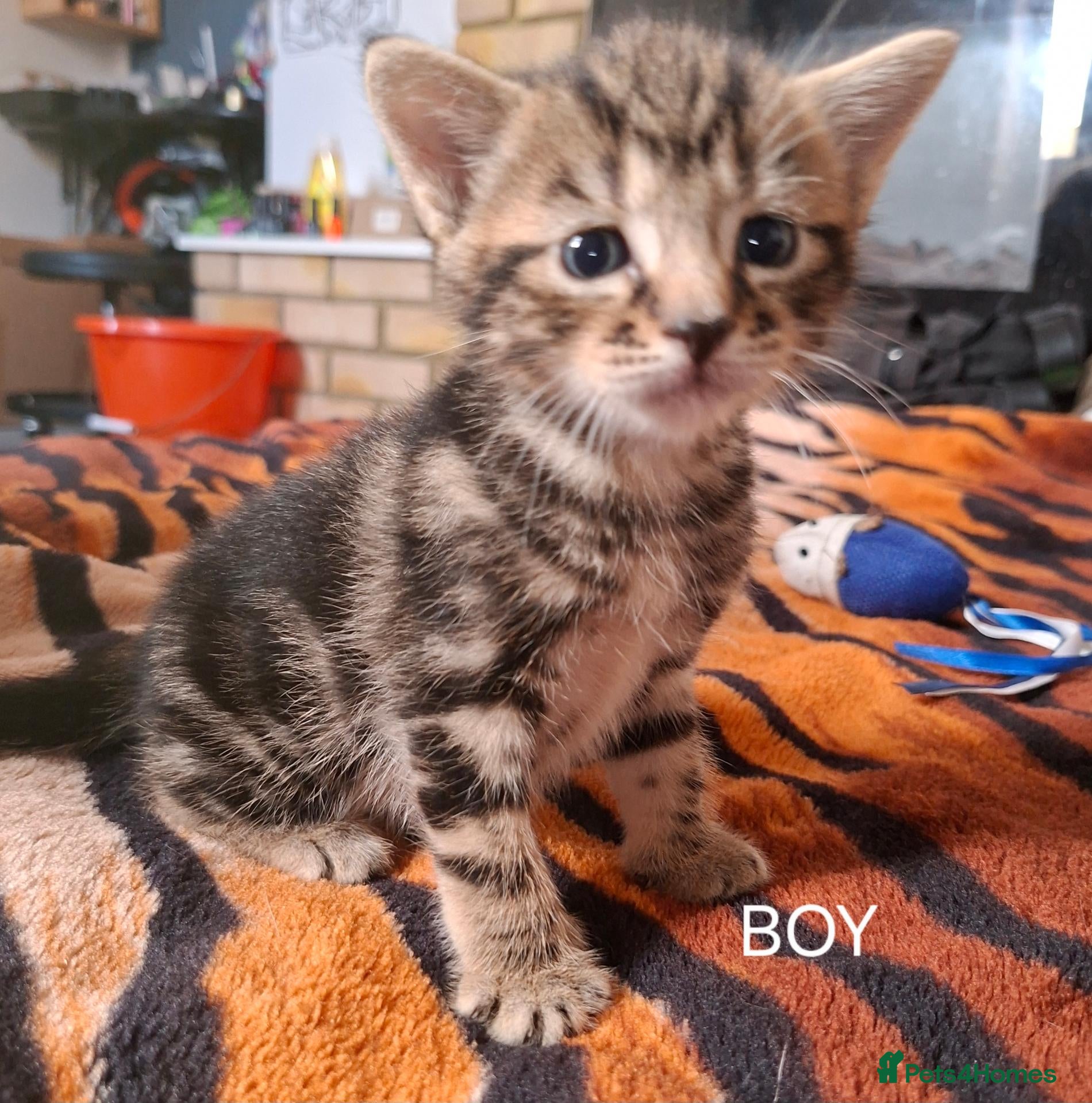 Mixed Breed cats KITTENS FOR SALE - Advert 11