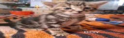 Mixed Breed cats for sale: KITTENS FOR SALE in Bristol - Advert 1