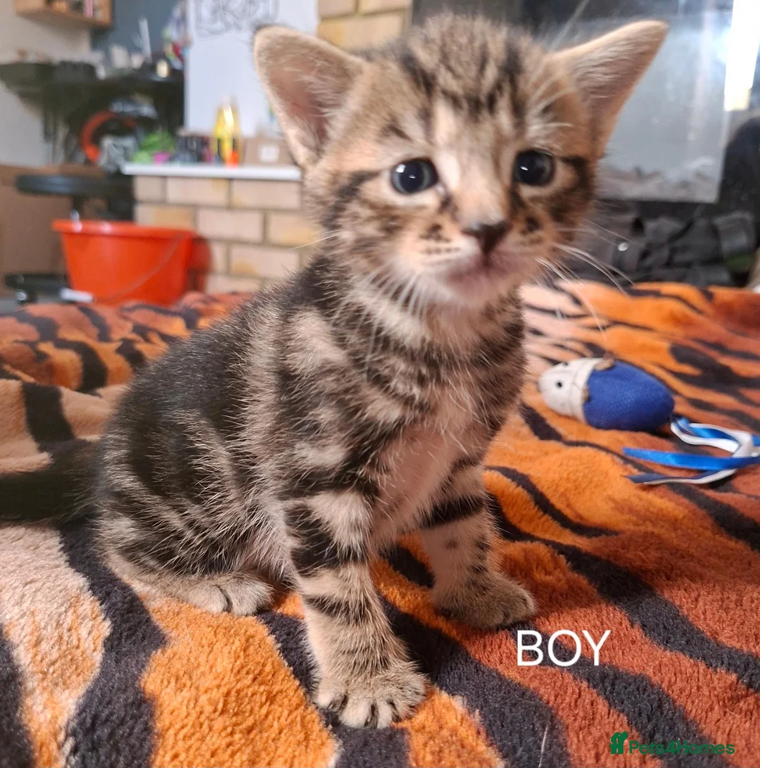 Mixed Breed cats for sale: KITTENS FOR SALE in Bristol - Advert 1