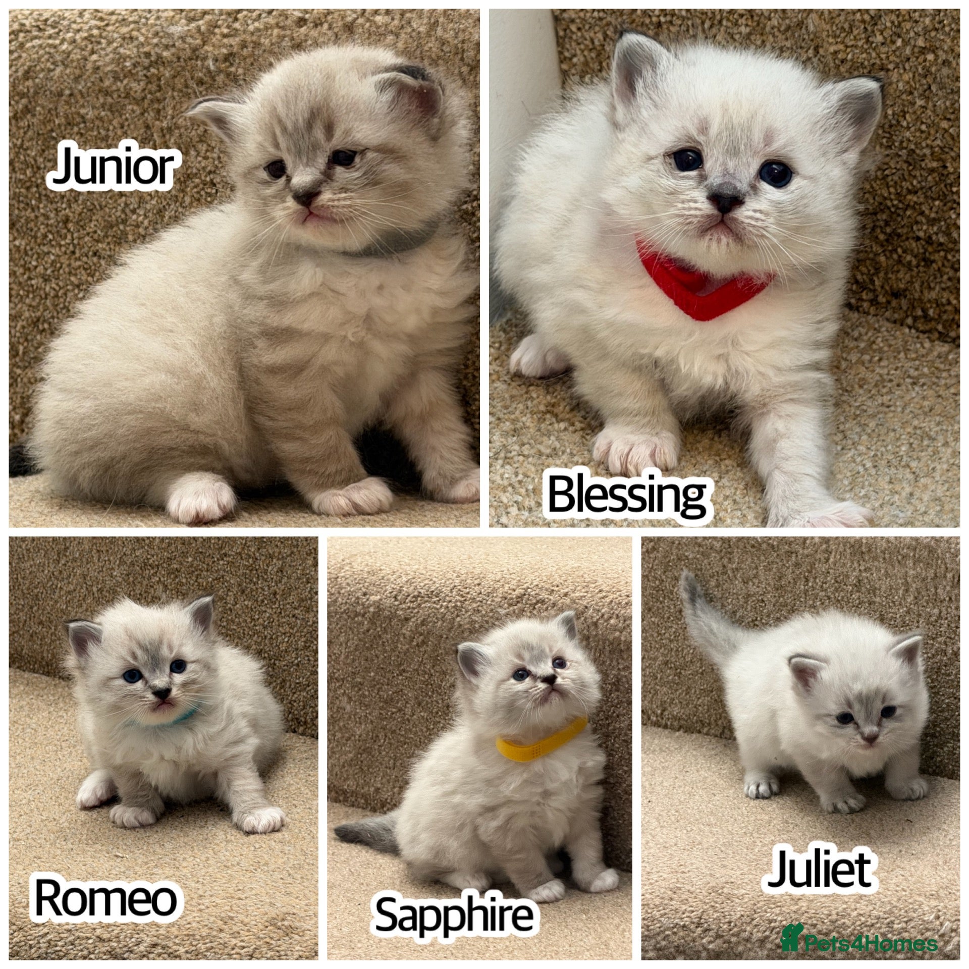 Ragdoll cats Adorable litter of Ragdoll kittens - Advert 8