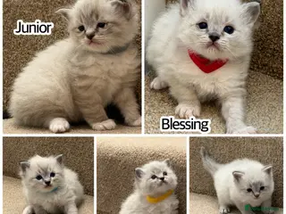 Ragdoll cats Adorable litter of Ragdoll kittens - Advert 8