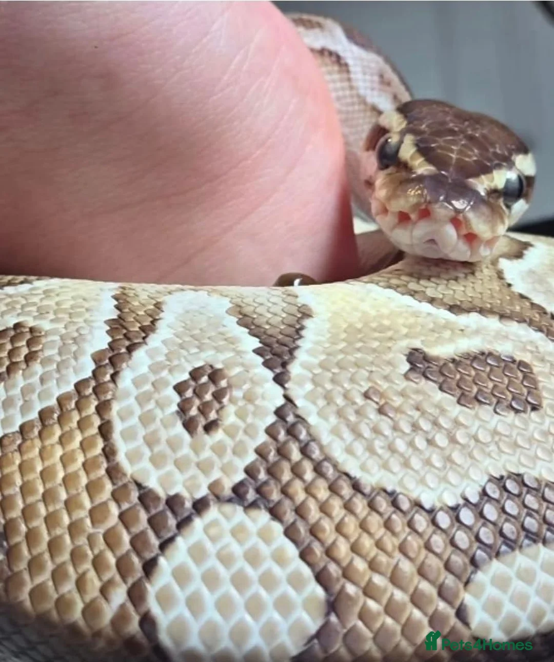 Python Snake reptiles for sale: Royal python  - Advert 3