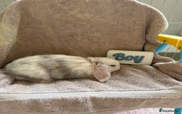 Mini Lop rabbits for sale: Friendly mini lop babies ready 14 August - Image 11