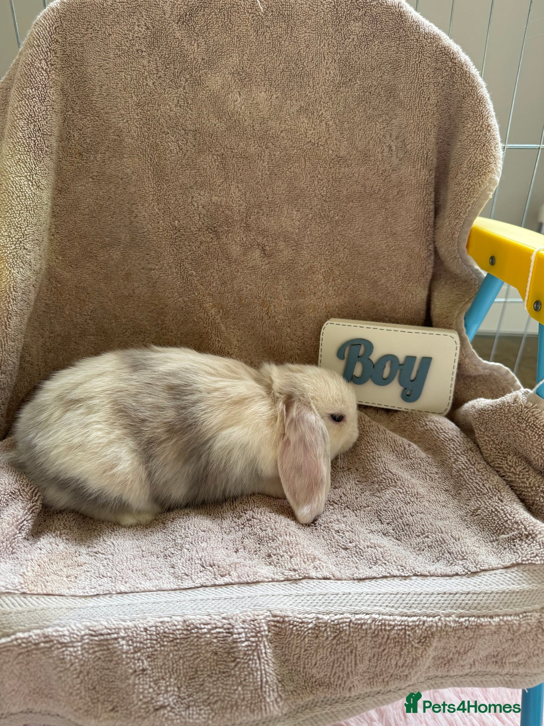 Mini Lop rabbits for sale: Friendly mini lop babies ready 14 August - Image 11