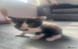 Mixed Breed cats for sale: X 2 black and white female kittens - Image 5