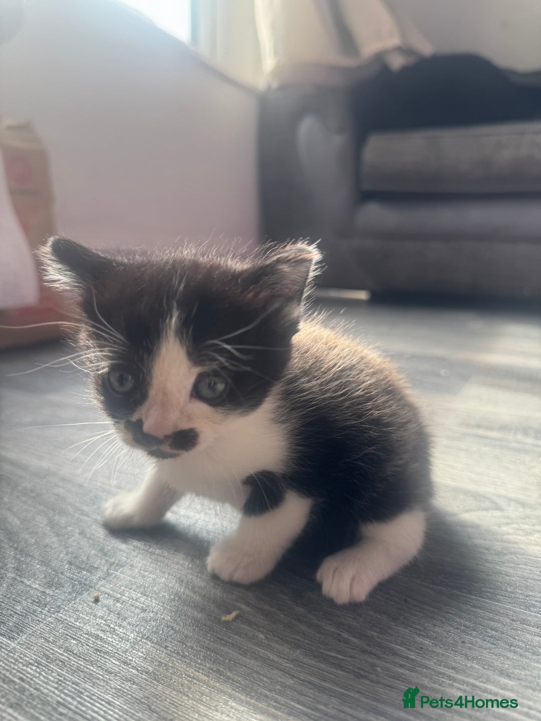 Mixed Breed cats for sale: X 2 black and white female kittens - Image 5