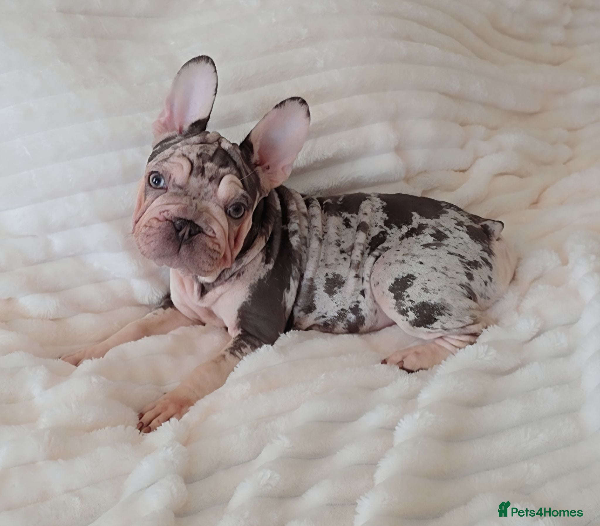 French Bulldog dogs 💯 READY TO LEAVE 💥 3 PUPPIES AVAILABLE 💯 - Advert 1