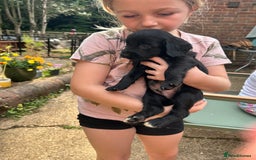 Sprocker dogs for sale: Sprocker Spaniel Puppies - Image 6