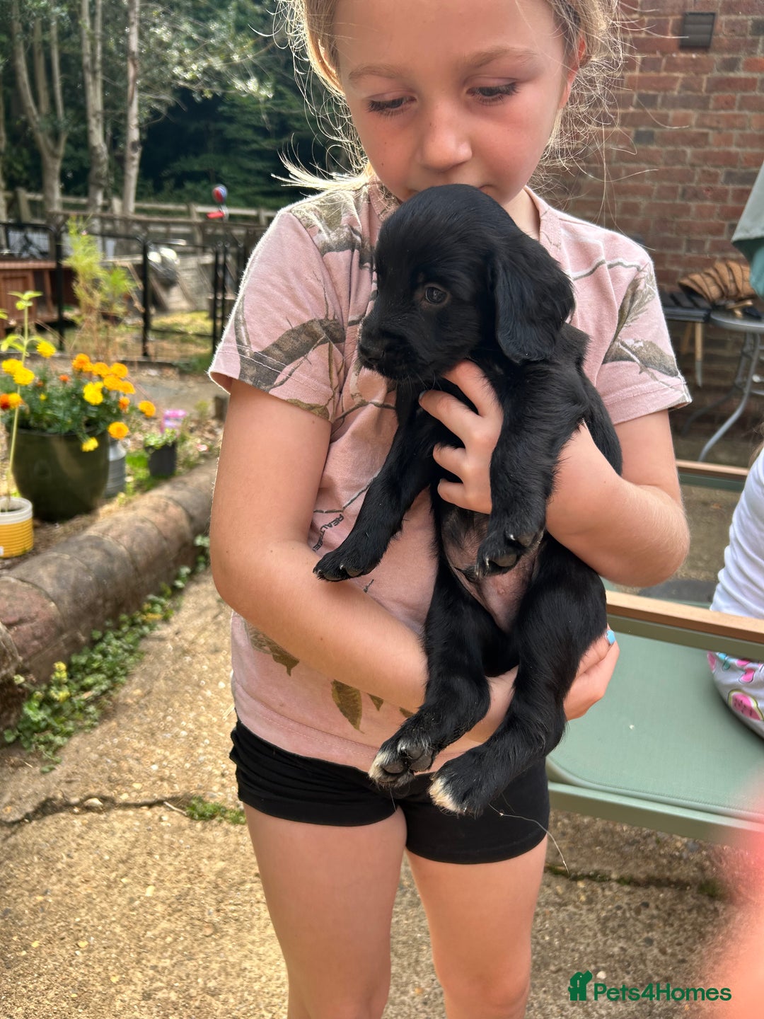 Sprocker dogs for sale: Sprocker Spaniel Puppies - Image 6