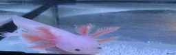 Axolotl reptiles for sale: Rescue Axolotls Looking For New Home  - Advert 9