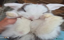English Lop rabbits for sale: Beautiful dark grey split lop buck and liac doe - Image 2