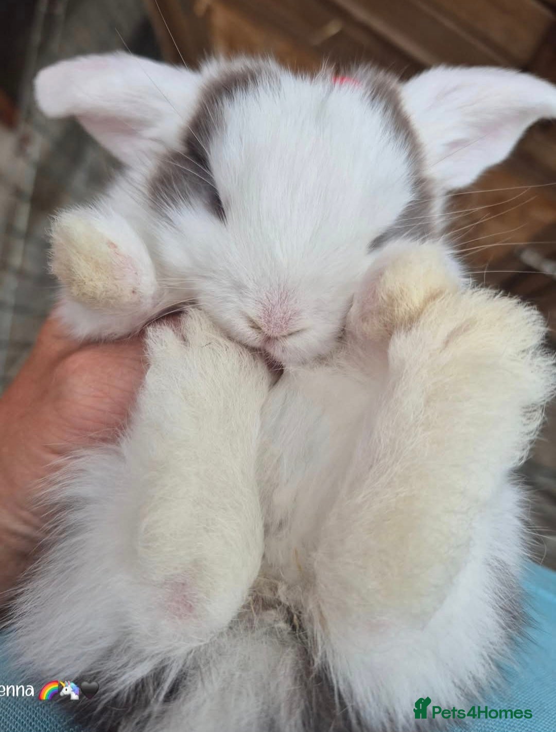 English Lop rabbits for sale: Beautiful dark grey split lop buck and liac doe - Image 2