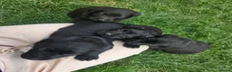 Labrador Retriever dogs for sale: Black KC registered labradors for sale  in Wellingborough - Advert 6