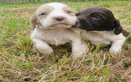 Sprocker dogs for sale: Beautiful f2 sprockers - Image 29