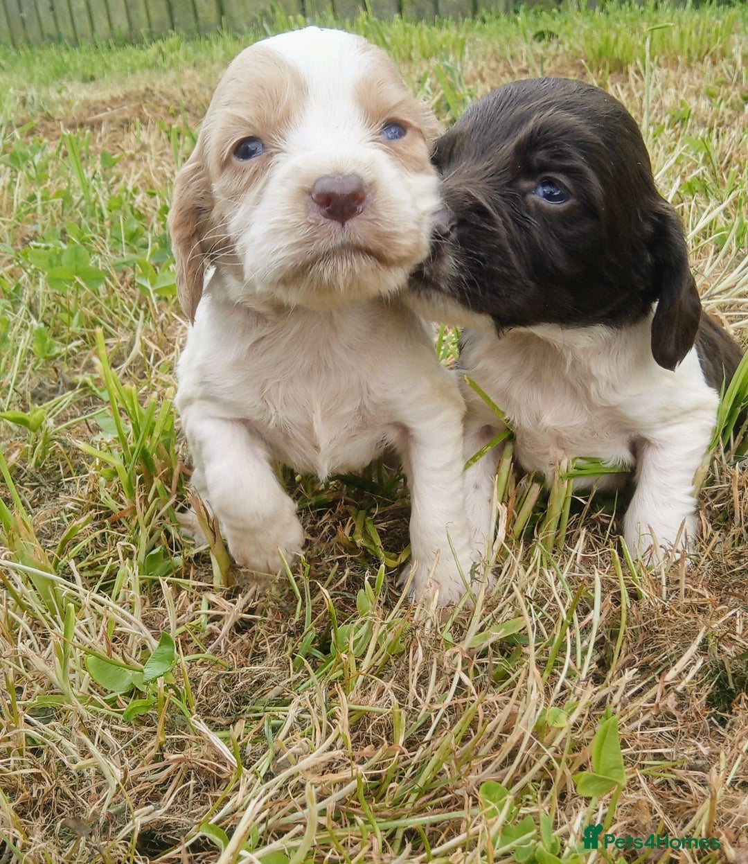 Sprocker dogs for sale: Beautiful f2 sprockers - Image 29