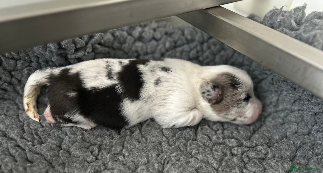 Welsh Corgi Cardigan dogs for sale: Show Quality KC Pedigree Corgi Cardigan Puppies  - Image 9