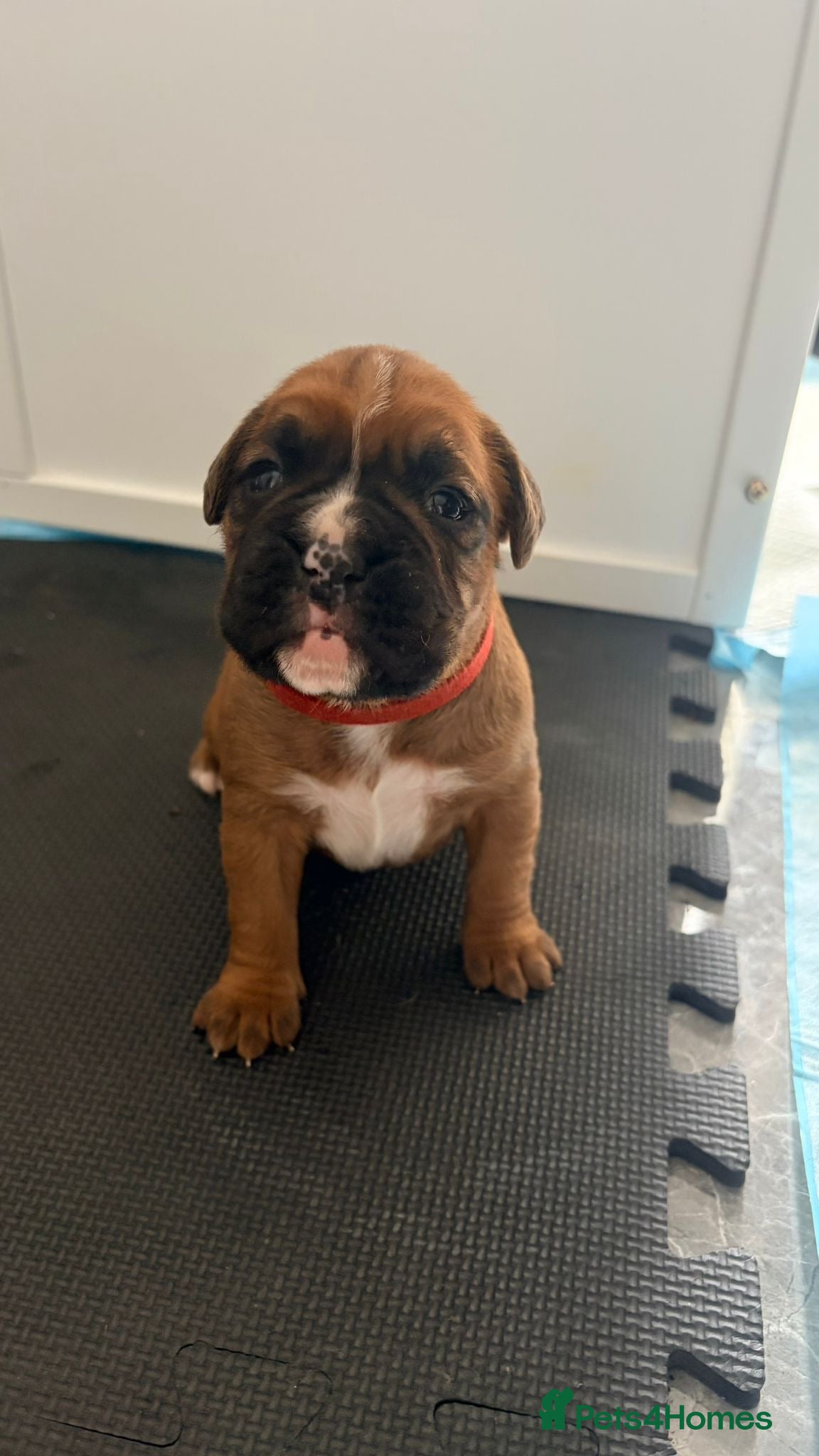 Boxer dogs Beautiful litter of boxee pups  - Advert 2