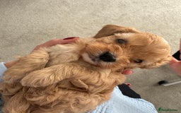 Cavapoo dogs for sale: Extensively health tested F1 Cavapoos  - Image 14