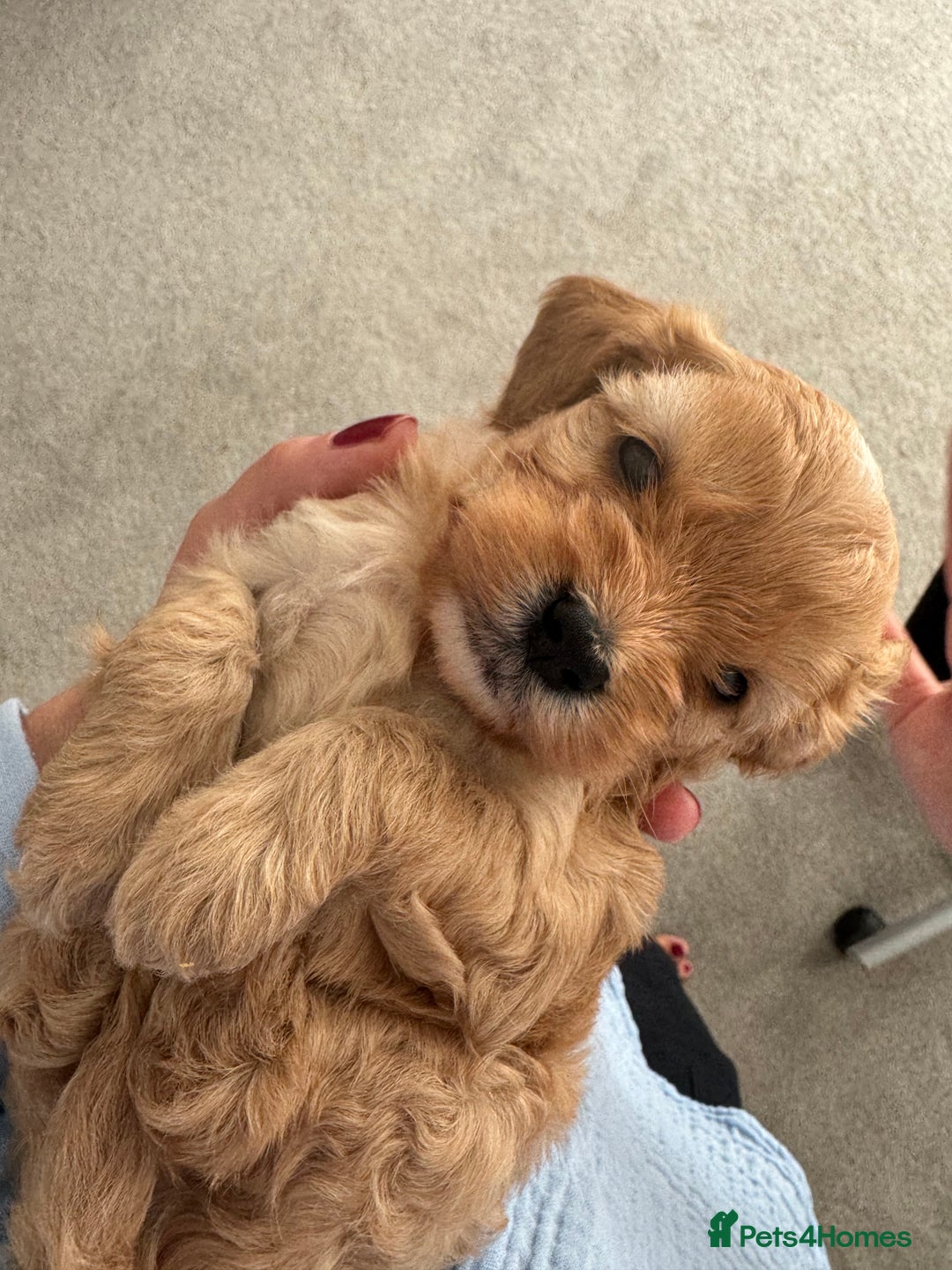 Cavapoo dogs for sale: Extensively health tested F1 Cavapoos  - Image 14