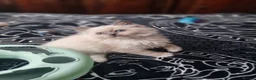 Ragdoll cats for sale: Ragdoll - Advert 14
