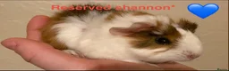 Guinea Pig rodents for sale: Gorgeous guinea pigs - Advert 9