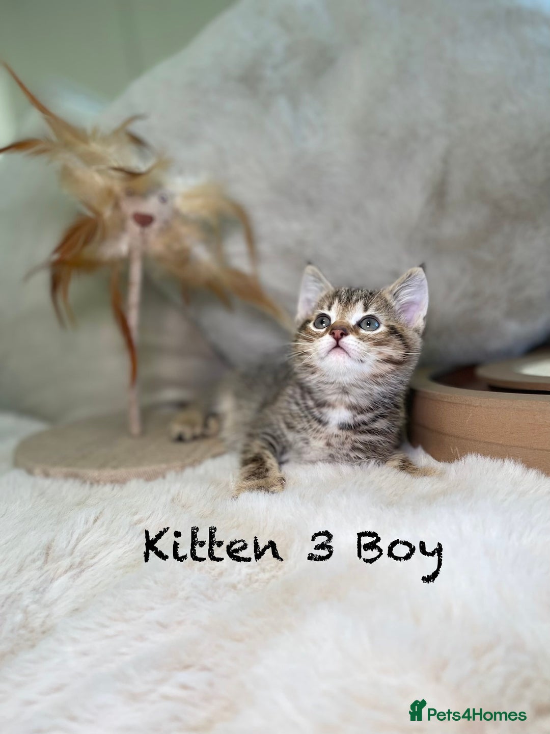 Mixed Breed cats for sale: Stunning kittens ready now  - Advert 10