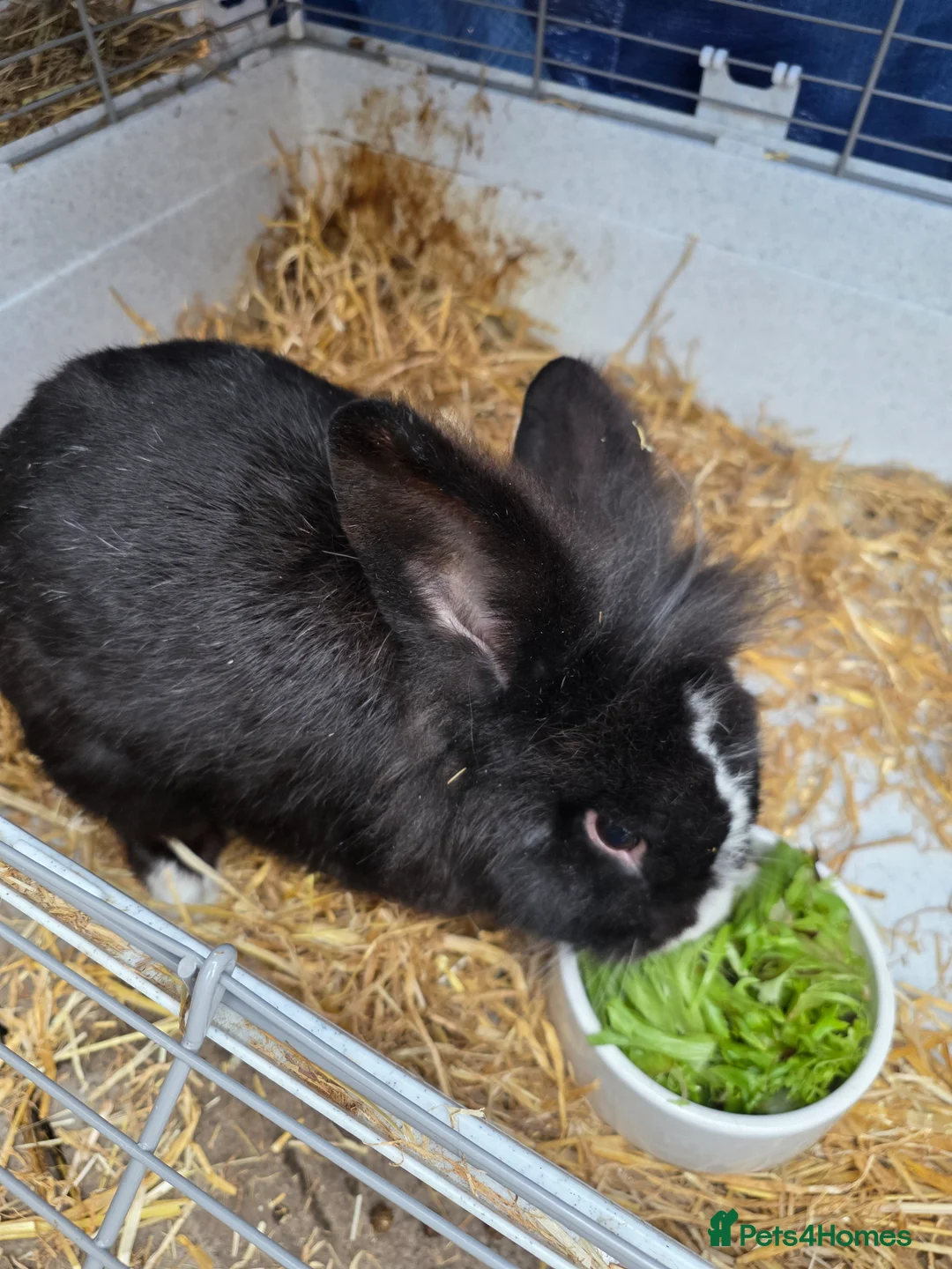 Lionhead rabbits for sale: Lionhead bunny - Advert 2