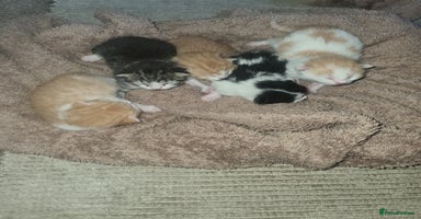 Mixed Breed cats - Advert 1