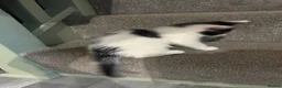 British Shorthair cats for sale: 2 x Black & white kittens, semi longhair, boys £40 - Advert 13