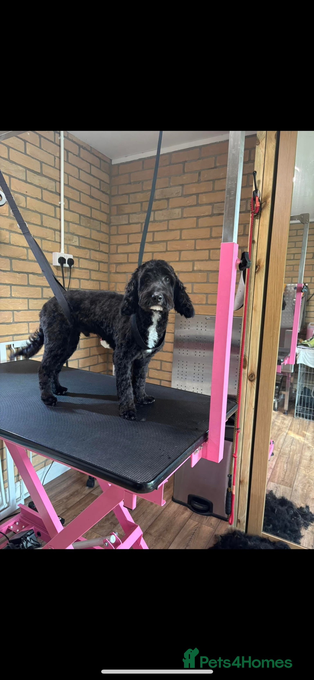 Cockapoo dogs for sale: Milo  - Image 3