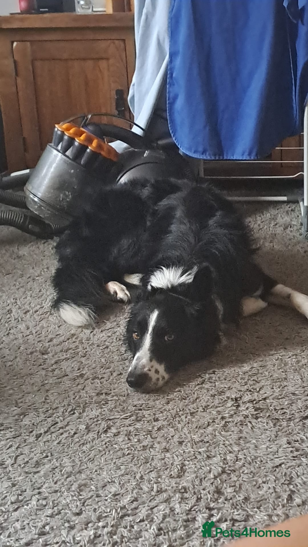 Border Collie dogs for sale: Border Collie (Benji) - Image 2