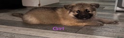 German Shepherd dogs for sale: Stunning German shepherds  - Advert 9