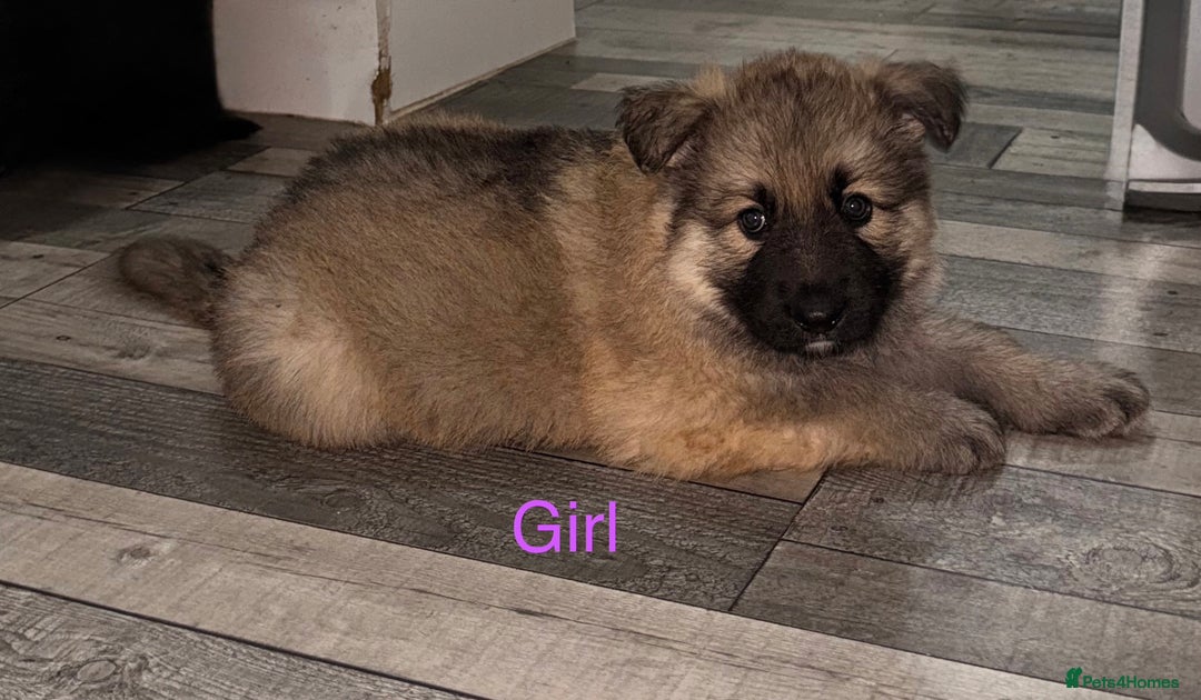 German Shepherd dogs for sale: Stunning German shepherds  - Advert 9