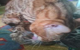 Bengal cats for sale: Ready now!🥰 ✨️3🐆Beautiful Full Bengal Kittens✨️ in Sutton - Image 18