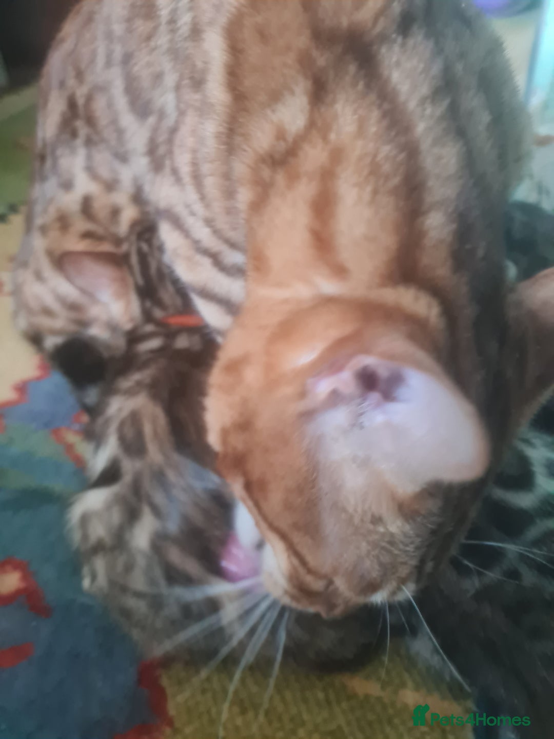 Bengal cats for sale: Ready now!🥰 ✨️3🐆Beautiful Full Bengal Kittens✨️ in Sutton - Image 18
