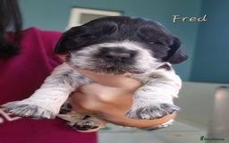 Cocker Spaniel dogs for sale: Reduced**** Ready Now Cocker Spaniel puppies 🐶  - Advert 16